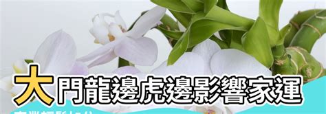 龍邊虎邊怎麼分|【風水看大龍】大門龍邊虎邊影響家運 